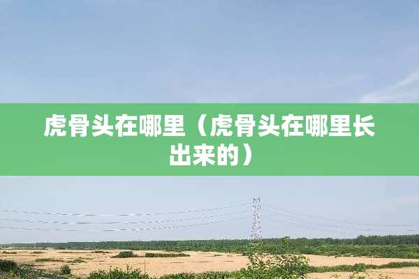 虎骨头在哪里（虎骨头在哪里长出来的）