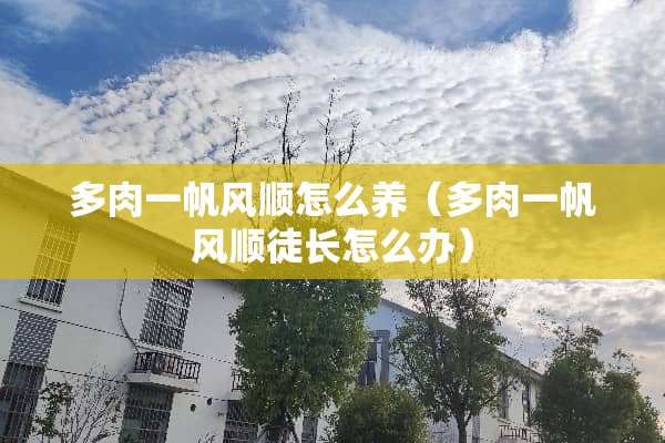 多肉一帆风顺怎么养（多肉一帆风顺徒长怎么办）