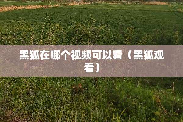 黑狐在哪个视频可以看（黑狐观看）