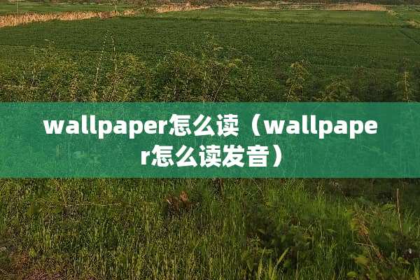 wallpaper怎么读（wallpaper怎么读发音）