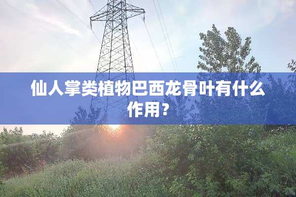 仙人掌类植物巴西龙骨叶有什么作用？
