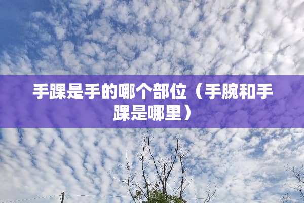 手踝是手的哪个部位（手腕和手踝是哪里）