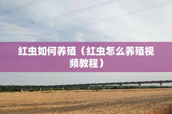 红虫如何养殖（红虫怎么养殖视频教程）
