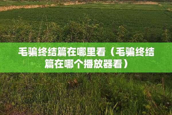 毛骗终结篇在哪里看（毛骗终结篇在哪个播放器看）
