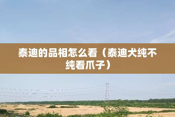 泰迪的品相怎么看（泰迪犬纯不纯看爪子）