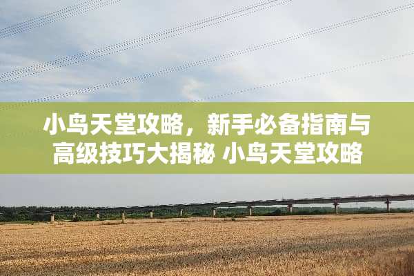 小鸟天堂攻略，新手必备指南与高级技巧大揭秘 小鸟天堂攻略