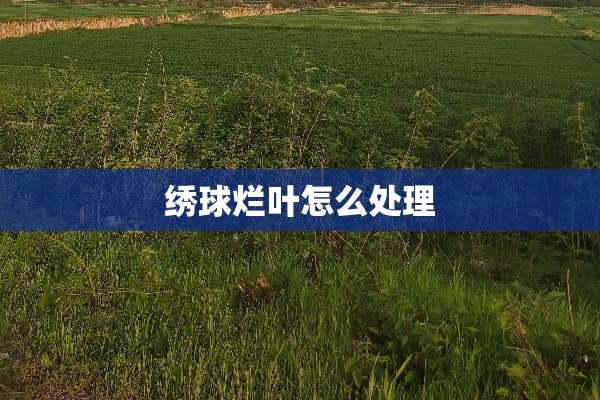 绣球烂叶怎么处理