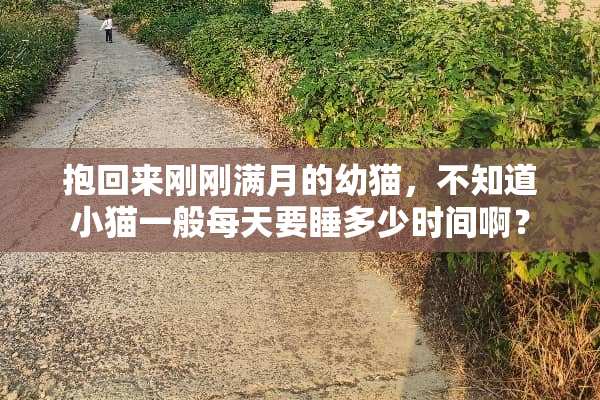 抱回来刚刚满月的幼猫，不知道小猫一般每天要睡多少时间啊？