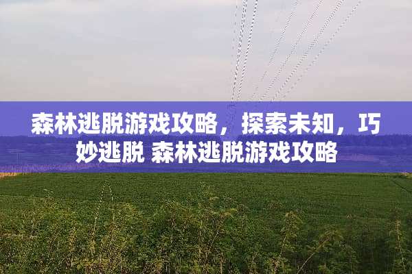 森林逃脱游戏攻略，探索未知，巧妙逃脱 森林逃脱游戏攻略