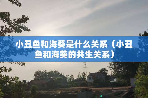 小丑鱼和海葵是什么关系（小丑鱼和海葵的共生关系）