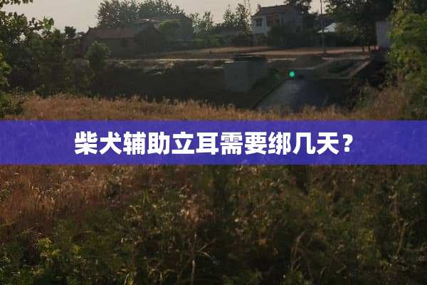 柴犬辅助立耳需要绑几天？