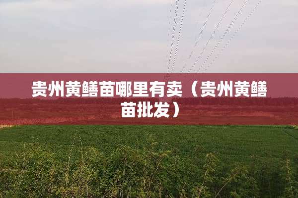 贵州黄鳝苗哪里有卖（贵州黄鳝苗批发）