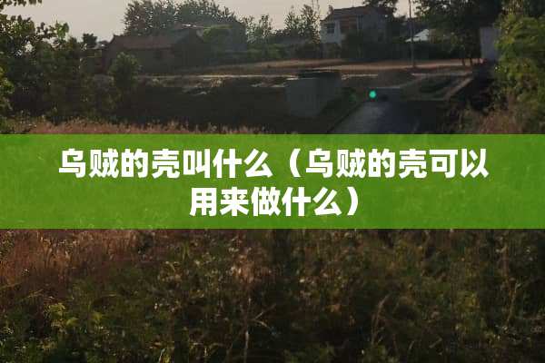 乌贼的壳叫什么（乌贼的壳可以用来做什么）