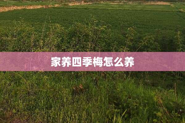 家养四季梅怎么养