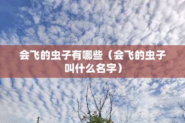 会飞的虫子有哪些（会飞的虫子叫什么名字）