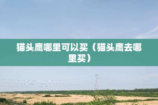 猫头鹰哪里可以买（猫头鹰去哪里买）