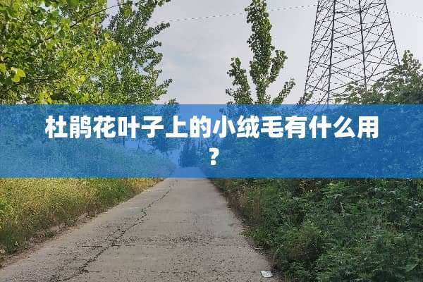 杜鹃花叶子上的小绒毛有什么用？