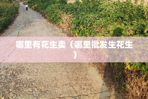 哪里有花生卖（哪里批发生花生）