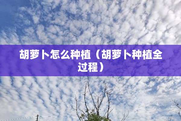 胡萝卜怎么种植（胡萝卜种植全过程）