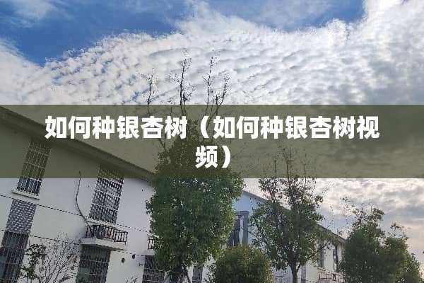 如何种银杏树（如何种银杏树视频）