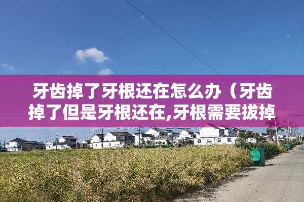 牙齿掉了牙根还在怎么办（牙齿掉了但是牙根还在,牙根需要拔掉吗）