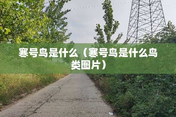 寒号鸟是什么（寒号鸟是什么鸟类图片）