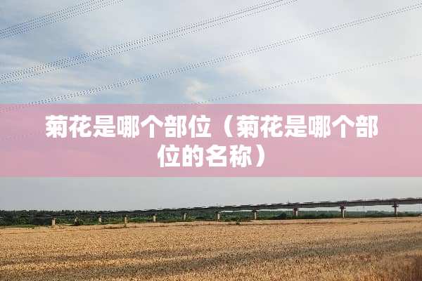 菊花是哪个部位（菊花是哪个部位的名称）