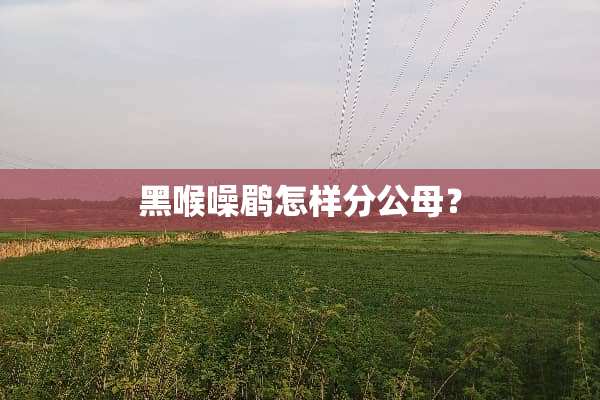 黑喉噪鹛怎样分公母？