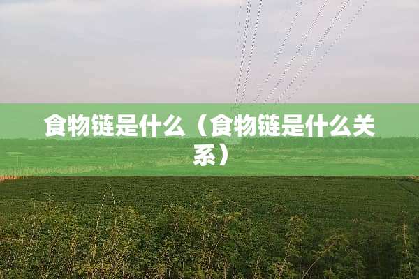 食物链是什么（食物链是什么关系）