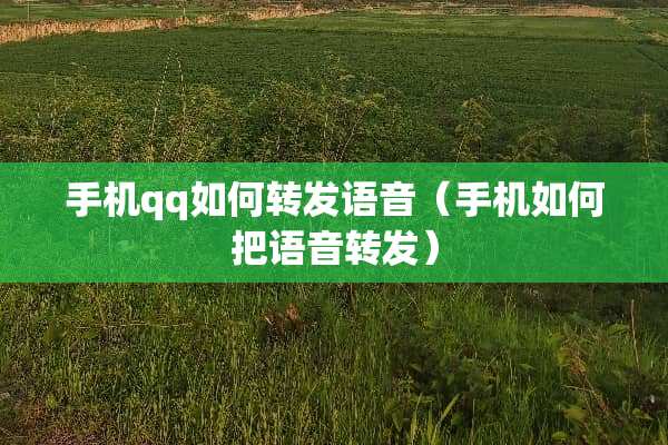 手机qq如何转发语音（手机如何把语音转发）