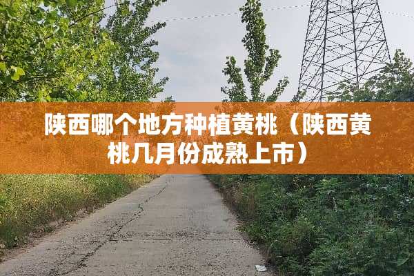 陕西哪个地方种植黄桃（陕西黄桃几月份成熟上市）