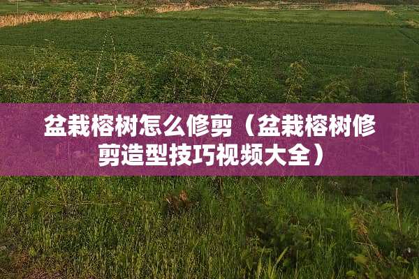 盆栽榕树怎么修剪（盆栽榕树修剪造型技巧视频大全）