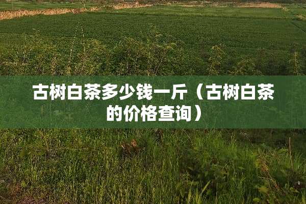古树白茶多少钱一斤（古树白茶的价格查询）