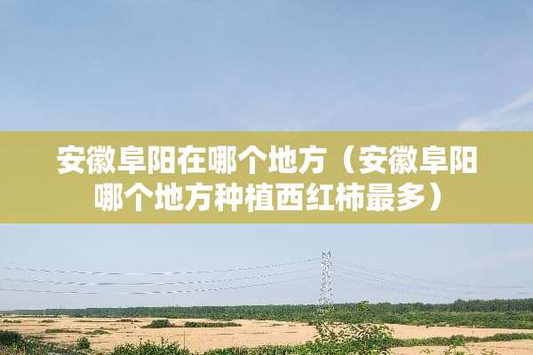 安徽阜阳在哪个地方（安徽阜阳哪个地方种植西红柿最多）