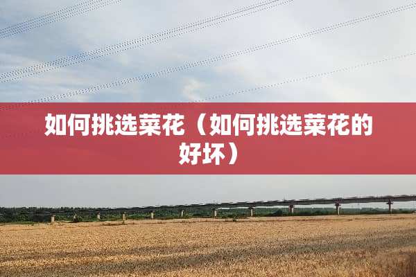 如何挑选菜花（如何挑选菜花的好坏）