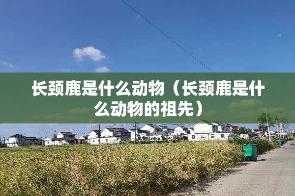 长颈鹿是什么动物（长颈鹿是什么动物的祖先）