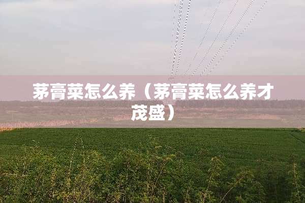 茅膏菜怎么养(茅膏菜怎么养才茂盛) 茅膏菜怎么养(茅膏菜怎么养才茂盛)