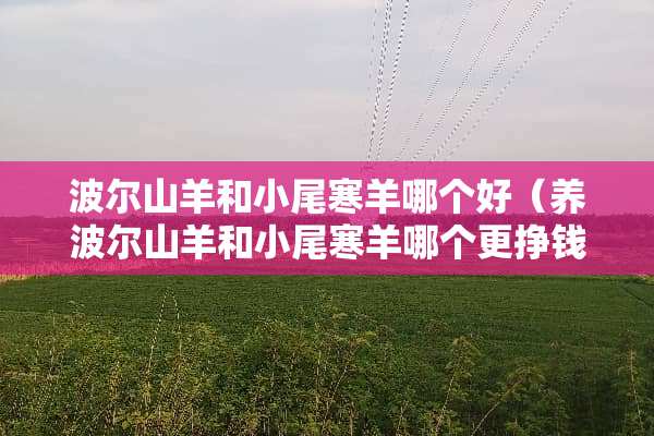 波尔山羊和小尾寒羊哪个好(养波尔山羊和小尾寒羊哪个更挣钱多) 波尔山羊和小尾寒羊哪个好(养波尔山羊和小尾寒羊哪个更挣钱多)