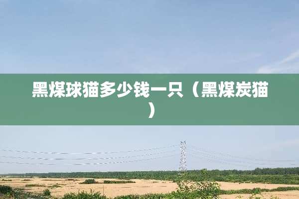 黑煤球猫多少钱一只（黑煤炭猫）