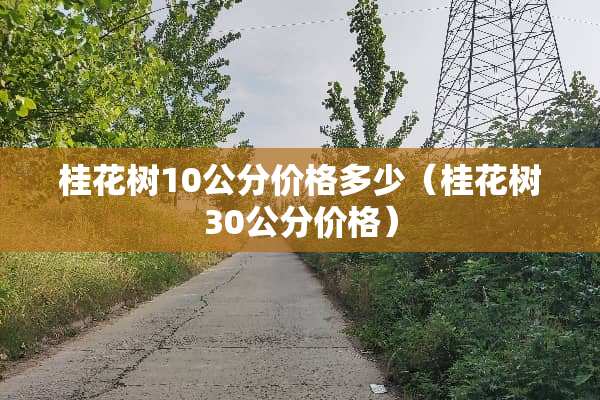 桂花树10公分价格多少（桂花树30公分价格）