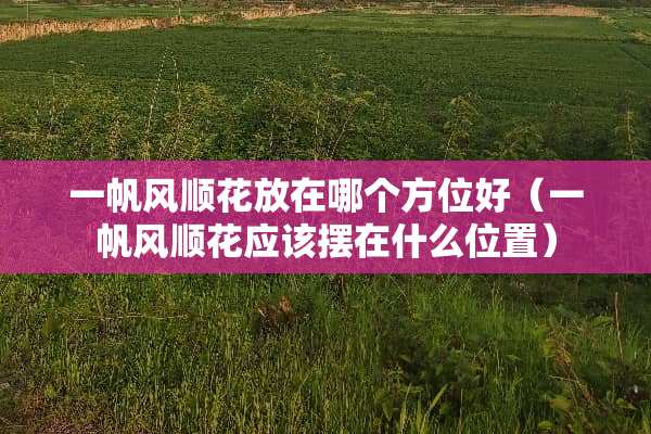 一帆风顺花放在哪个方位好(一帆风顺花应该摆在什么位置) 一帆风顺花放在哪个方位好(一帆风顺花应该摆在什么位置)