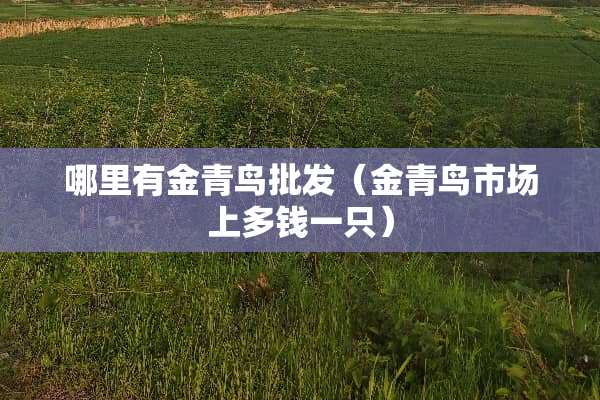 哪里有金青鸟批发(金青鸟市场上多钱一只) 哪里有金青鸟批发(金青鸟市场上多钱一只)