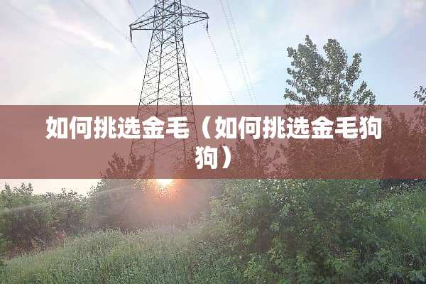 如何挑选金毛（如何挑选金毛狗狗）