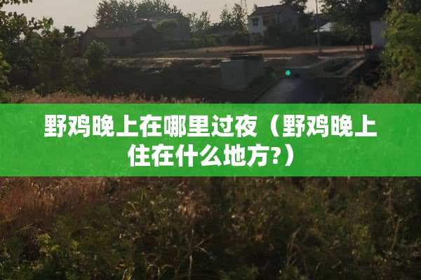 野鸡晚上在哪里过夜（野鸡晚上住在什么地方?）