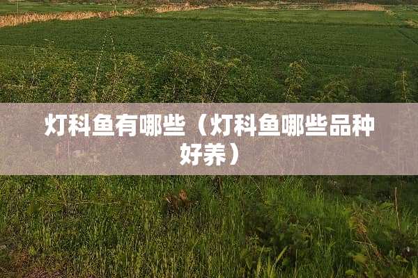 灯科鱼有哪些（灯科鱼哪些品种好养）
