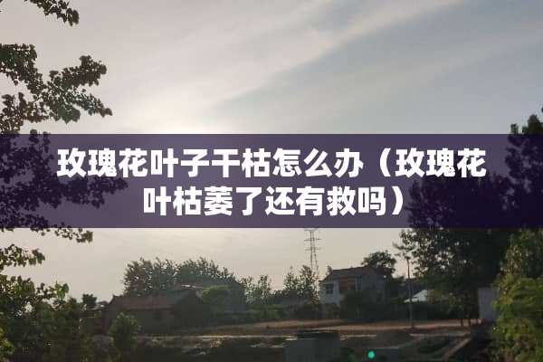 玫瑰花叶子干枯怎么办（玫瑰花叶枯萎了还有救吗）