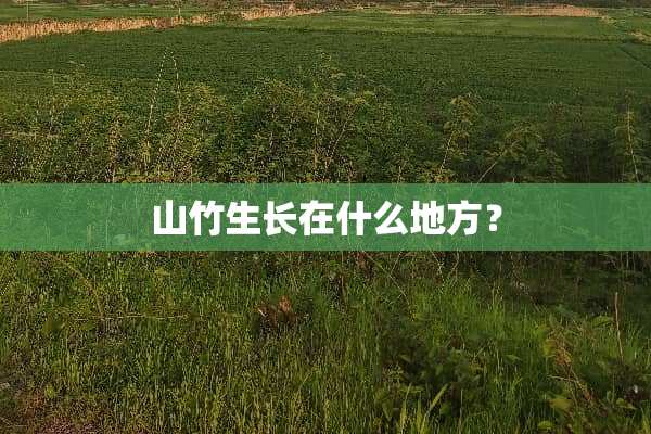 山竹生长在什么地方？
