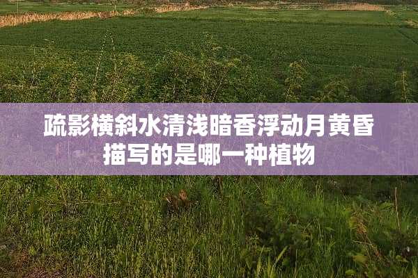 疏影横斜水清浅暗香浮动月黄昏描写的是哪一种植物