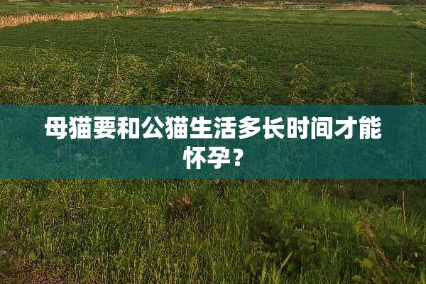 母猫要和公猫生活多长时间才能怀孕？