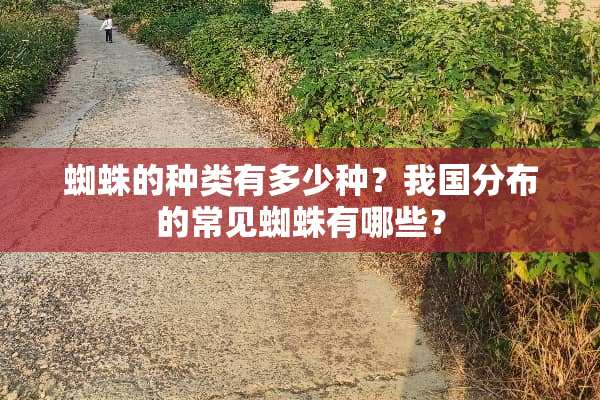 蜘蛛的种类有多少种？我国分布的常见蜘蛛有哪些？